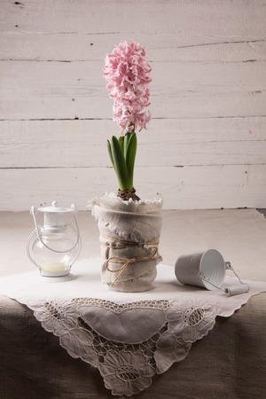 Still life with flowering hyacinth on a white backgroundの写真素材