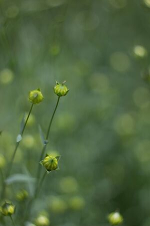 Abstract background with plants. Ggrass blurred bokeh backgroundの写真素材