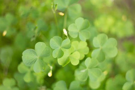 Abstract background with plants. Ggrass blurred bokeh backgroundの写真素材