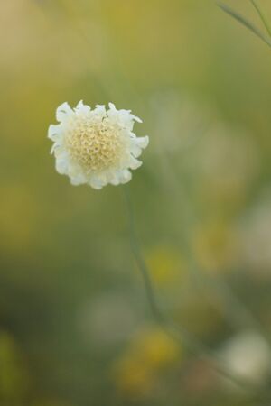 Abstract background with plants. Ggrass blurred bokeh backgroundの写真素材