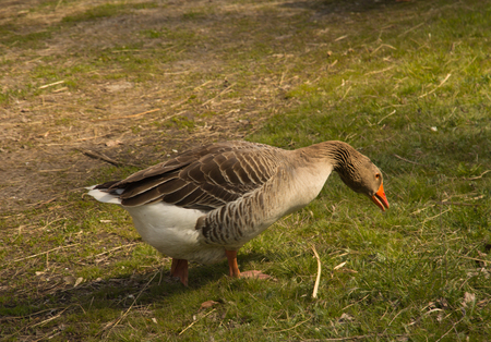 Greylag goose on green grass on a sunny dayの写真素材