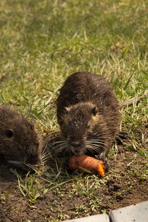 arge adult water rat eating carrots on the grassの写真素材