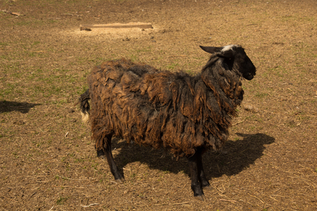 Adult black sheep with long fleece on farmの写真素材