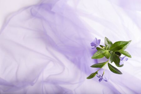 Beautiful spring flowers on a white backgroundの写真素材
