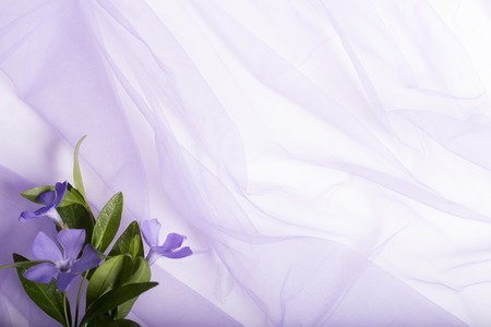 Beautiful spring flowers on a white background