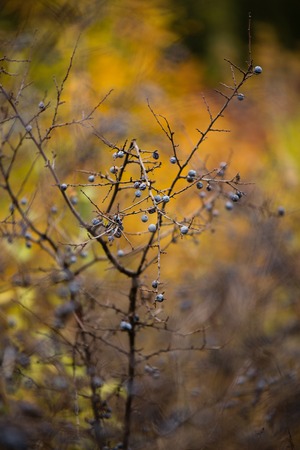 Autumn concept with blue thorn berries. Blurred background