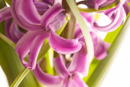 Pink hyacinth spring flower closeup on white background