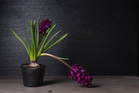 Beautiful spring background with fresh colorful flowerの写真素材