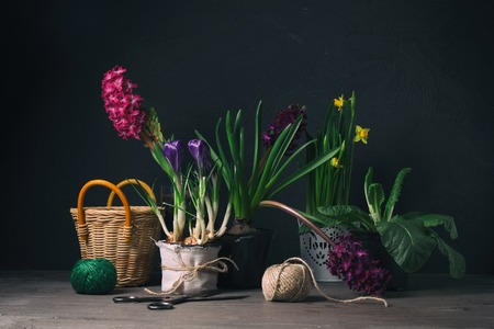 Beautiful spring background with fresh colorful flowerの写真素材