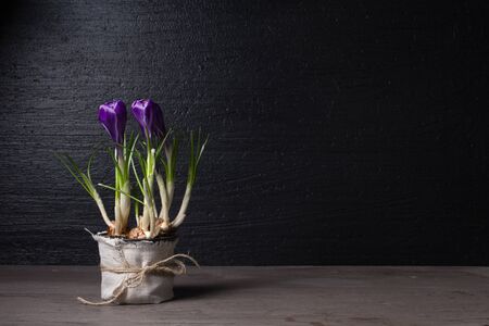 Beautiful spring background with fresh colorful flowerの写真素材