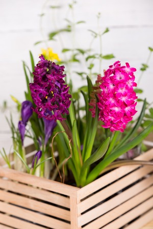 First spring flowers in a wooden boxの写真素材