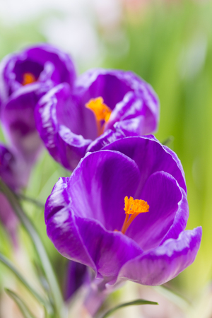 Fresh bright purple crocuses. Spring flowers for congratulations.の写真素材