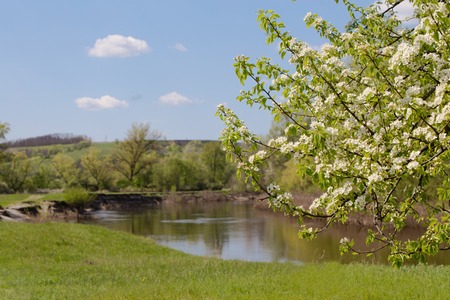 Wild pear tree on the shore blooms on the river bank in the springの写真素材
