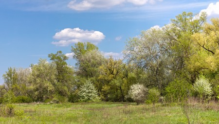 Blossoming trees and green meadown a sunny day.の写真素材