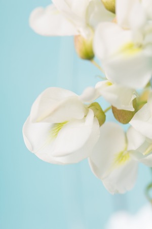 Delicate white flower on a blue backgroundの写真素材