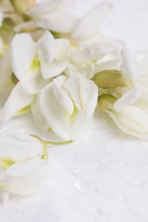 Delicate white flower on a light backgroundの写真素材