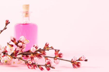 Perfume bottle and a branch of beautiful blooming apricots on a pink backgroundの写真素材