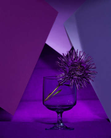 Fresh autumn asters on an abstract background of purple shadesの写真素材