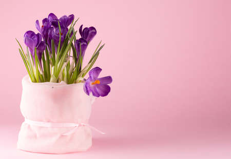 Fresh bright purple crocuses. Spring flowers for congratulations.の写真素材