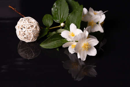 White jasmine flowers on black backgroundの写真素材
