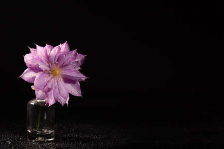 Lilac clematis flower on a dark background and dropsの写真素材
