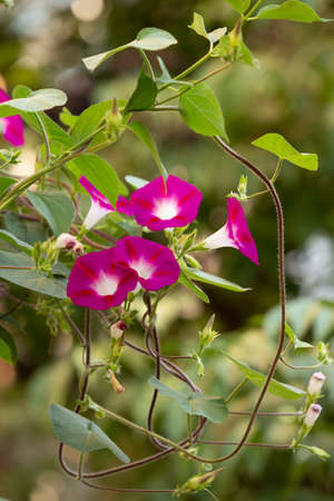 Purple morning glory blooming in the garden on a summer day