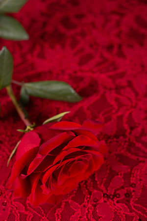 Red background with a lace pattern and roseの写真素材