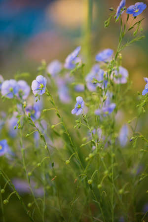 Blue flax flowers on a summer day. Blurred backgroundの写真素材