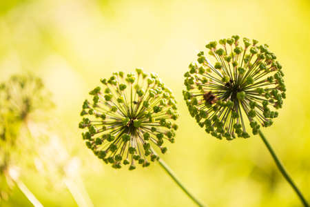 Blooming onion on a blurred background in the gardenの写真素材