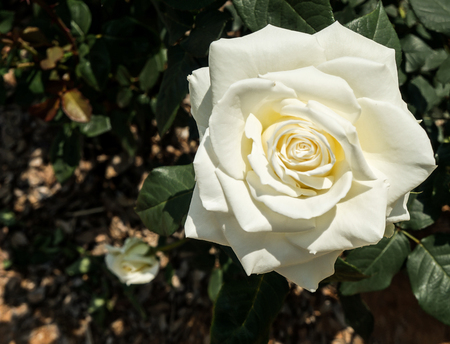 a white rose in the rose gardenの写真素材
