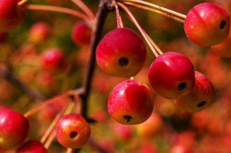 apple blossom treeの写真素材