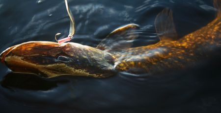 Pike fightingの写真素材