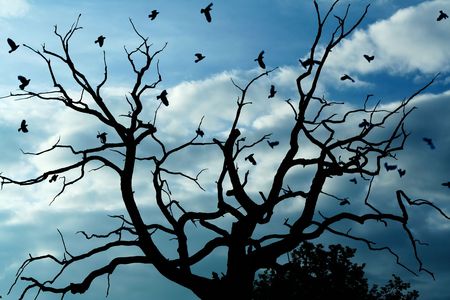 Gloomy bare oak and crowsの写真素材