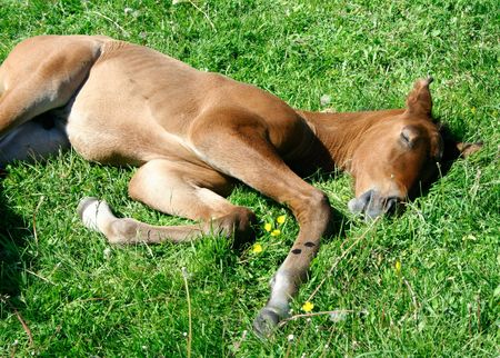 Taking a napの写真素材