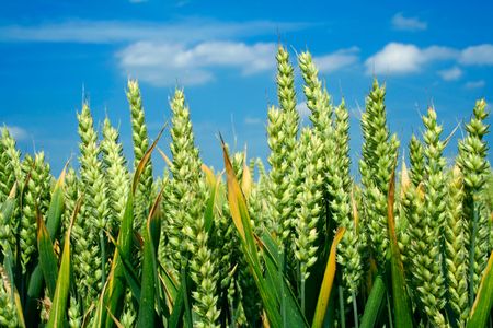 Green wheat ears close-up, bright blue sky