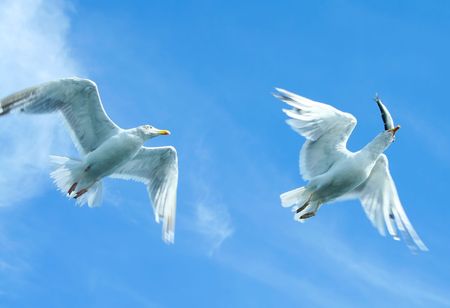 Who's gonna get the fish?の写真素材