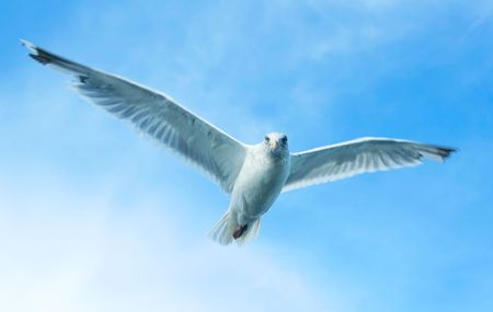 Big Gull Brother is watching youの写真素材
