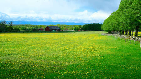 A green pasture covered with yellow dandelions