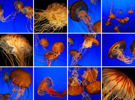 Jellyfish collage