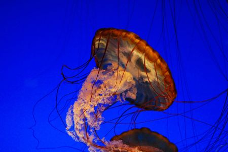 Sea nettle jellyfish