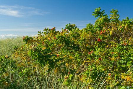 Dog rose shrubs at seaside