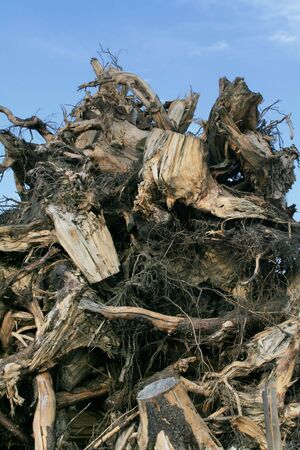 Waste wood parts on a lumbering siteの写真素材