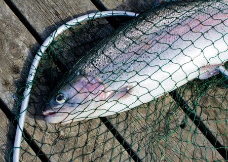 Rainbow troutの写真素材