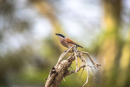 Red-backed Shrike Lanius collurioの写真素材