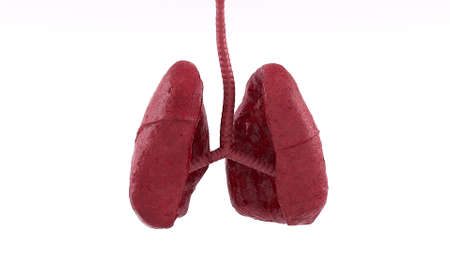 Realistic respiratory organs with pleural lining and 3d render epithelium. Cone shaped paired half...