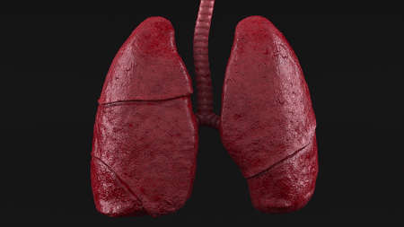 Realistic respiratory organs with pleural lining and 3d render epithelium. Cone shaped paired half...