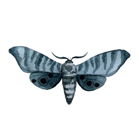 blue night moth, indigo butterfly watercolor vintage illustration, hand drawing, natural isolated on a white backgroundの写真素材