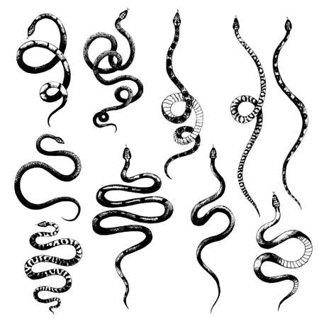 vector set of different snakes pencil drawing, vintage style graphic black and white, viper, python illustrationのイラスト素材
