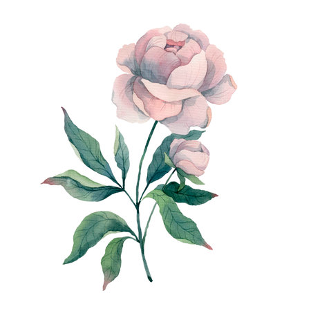 pink bouquet peony flower and leaves, watercolor drawing, illustrationの写真素材
