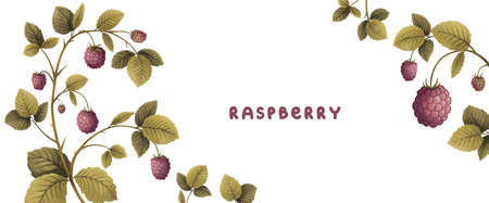 raspberry plant, leaves branch in and berries, template frame, drawing illustration
